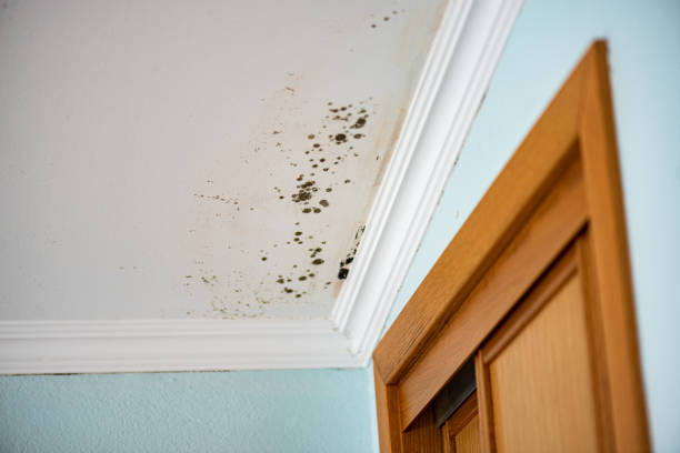 Best Water Damage Restoration  in Kensington, MD