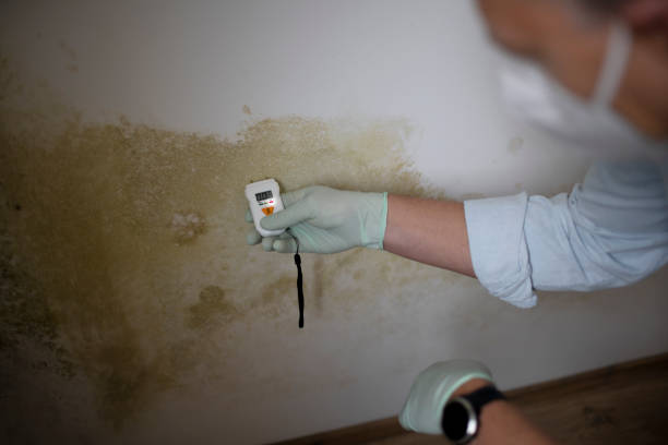 Best Mold Testing  in Kensington, MD