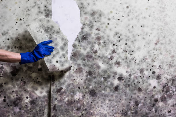 Best Home Mold Removal  in Kensington, MD