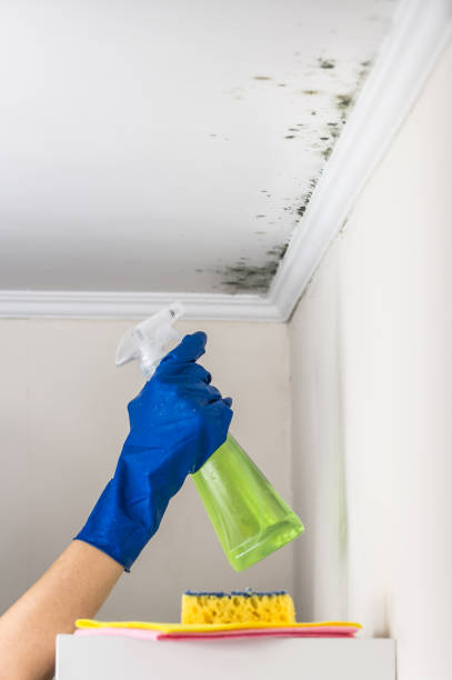 Mold Removal and Inspection in Kensington, MD