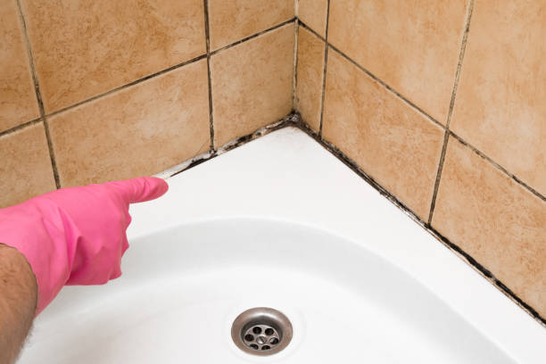 Best Commercial Mold Removal  in Kensington, MD